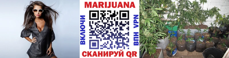 Каннабис MAZAR  Новосокольники 